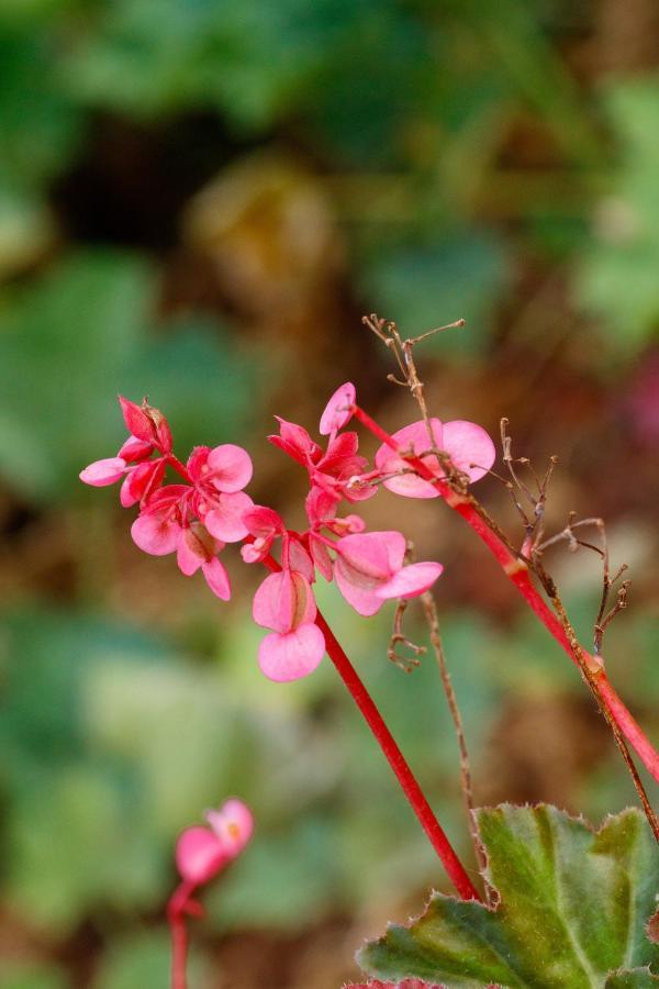 Sherbaug- A Theme Park And Resort Panchgani Extérieur photo